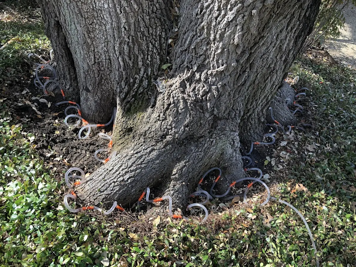 Detailed Tree Cabling and Bracing job site in Tallapoosa
