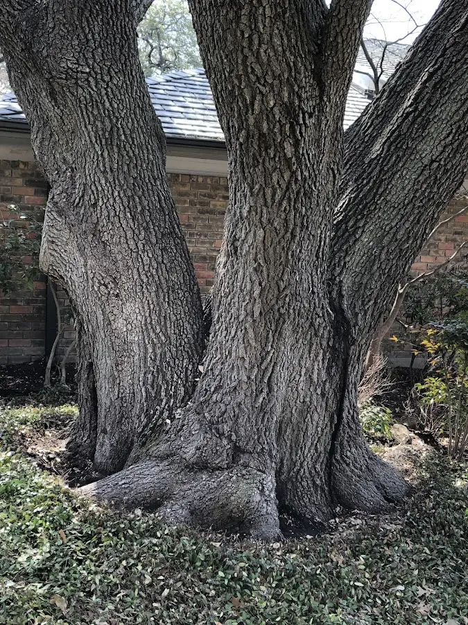 Mature heritage tree close to a Tallapoosa property cared for by certified arborists